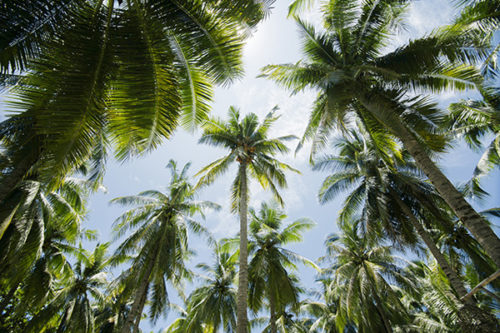 A Vibrant Tropical Styled Shoot | Philippines Wedding Blog