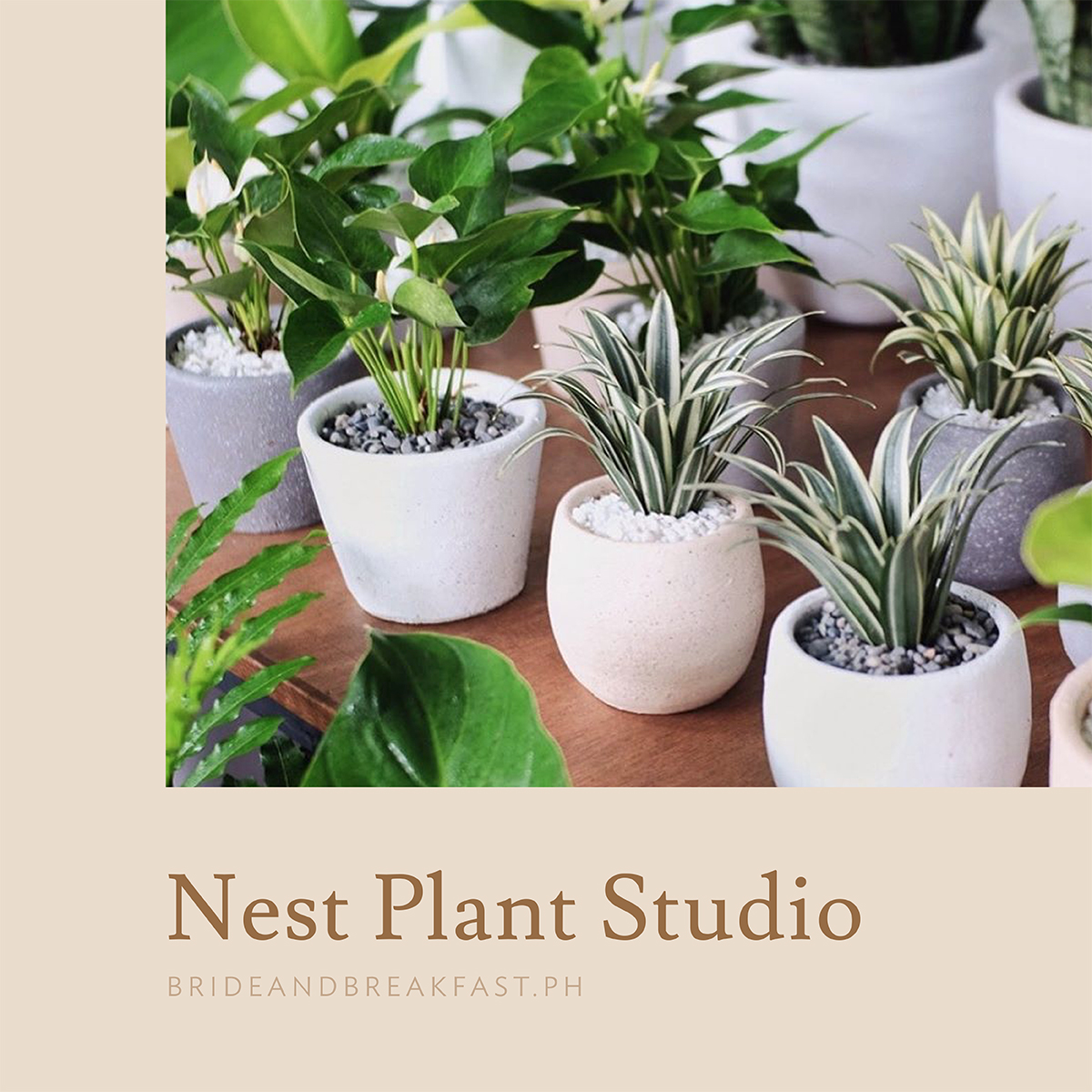 Nest Plant Studio
