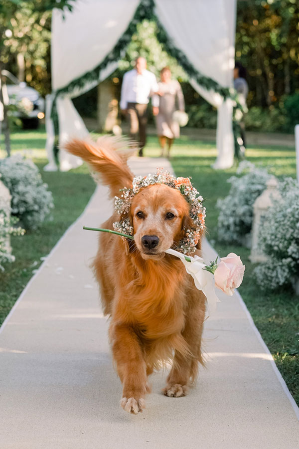 How To Include Dogs In Weddings | Philippines Wedding Blog