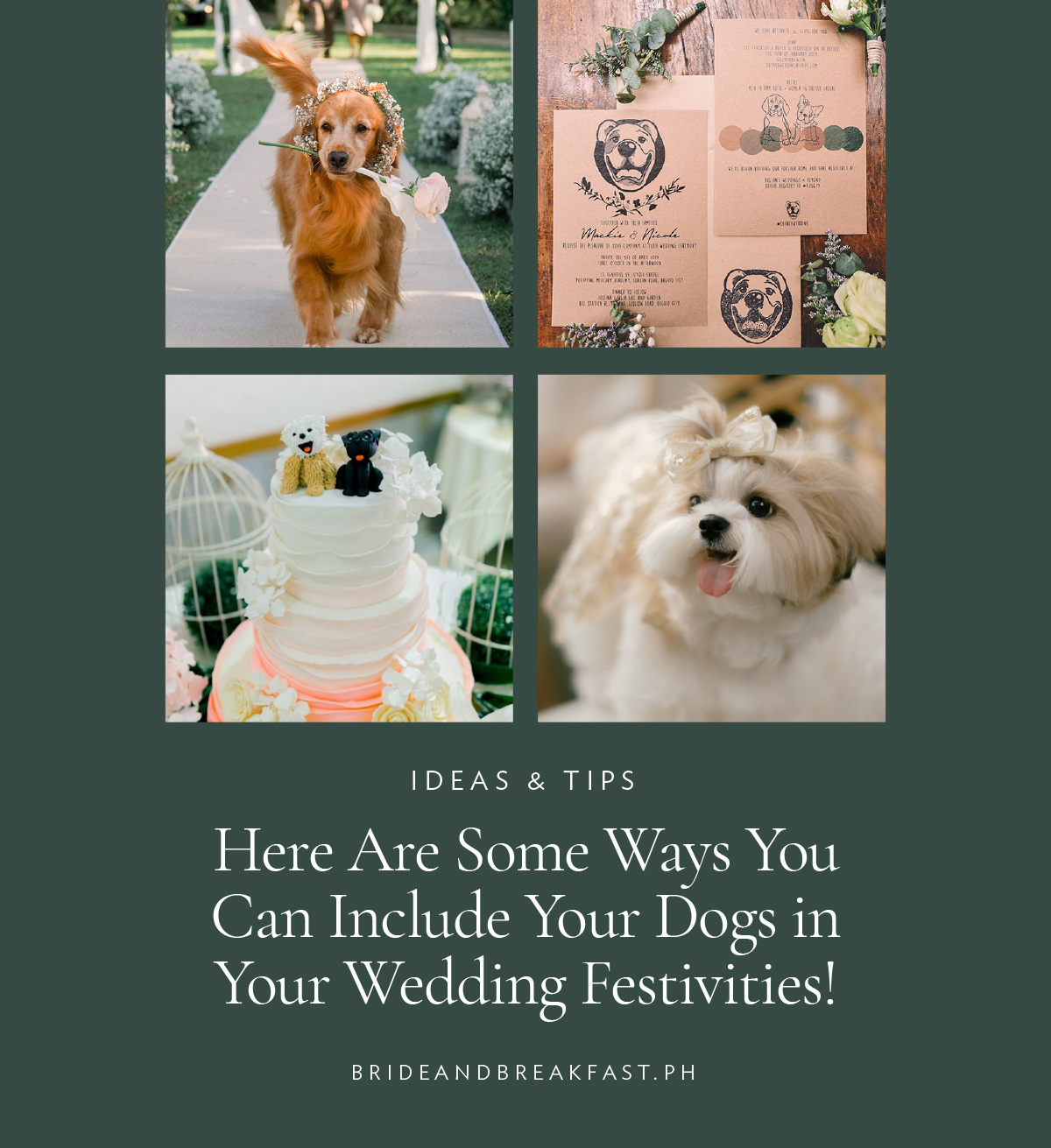 Here Are Some Ways You Can Include Your Dogs in Your Wedding Festivities!