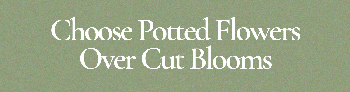 Choose Potted Flowers Over Cut Blooms