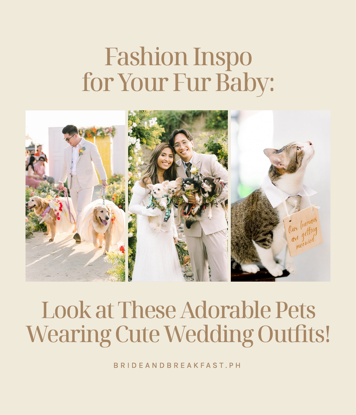 Fashion Inspo for Your Fur Baby: Look at These Adorable Pets Wearing Cute Wedding Outfits!
